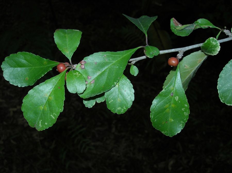 Aquifoliaceae Ilex decidua