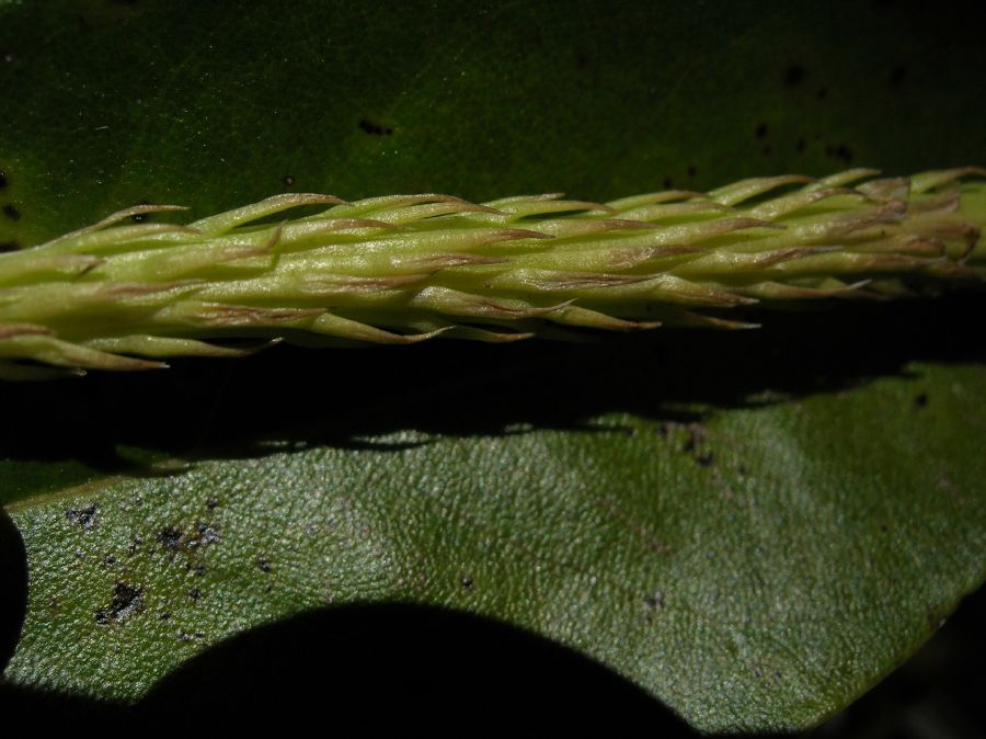 Lycopodiaceae Lycopodiella appressa