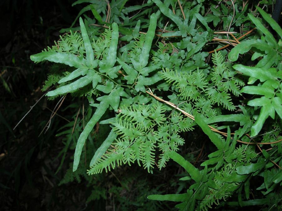 Lygodiaceae Lygodium japonicum