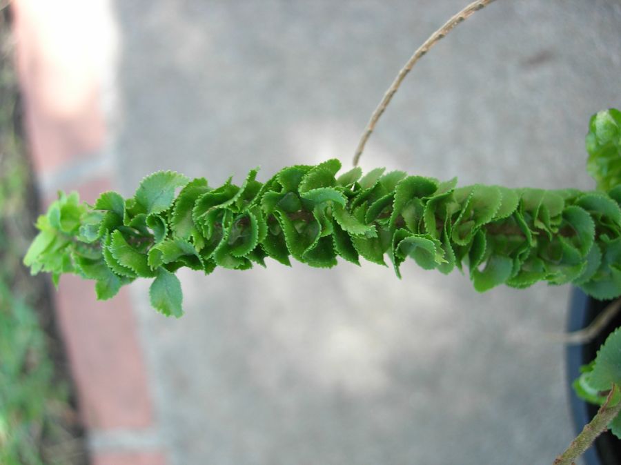 Nephrolepidaceae Nephrolepis cordifolia