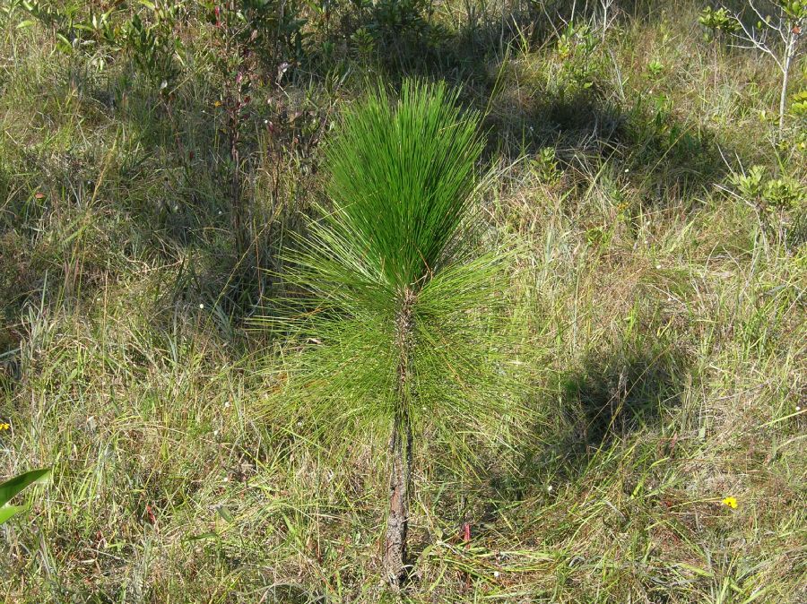 Pinaceae Pinus taeda