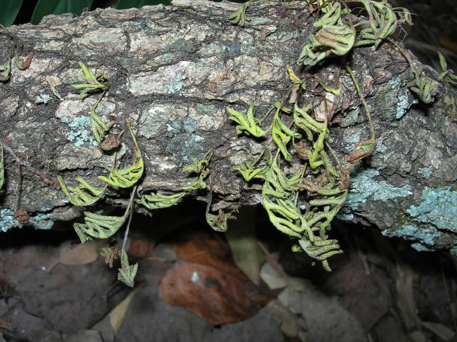 Polypodiaceae Pleopeltis michauxiana
