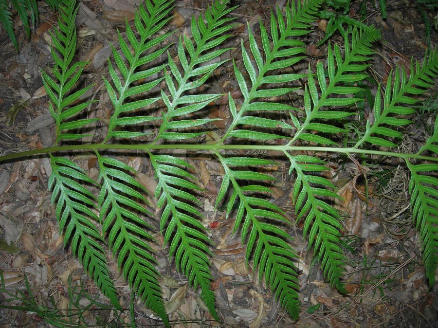 Blechnaceae Woodwardia orientalis