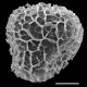 image of Austrolycopodium magellanicum