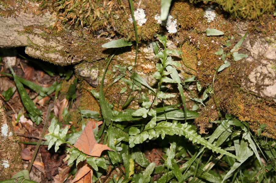 Aspleniaceae Asplenium ebenoides