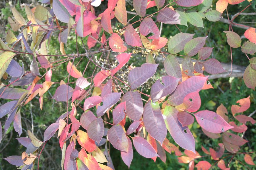 Anacardiaceae Rhus vernix