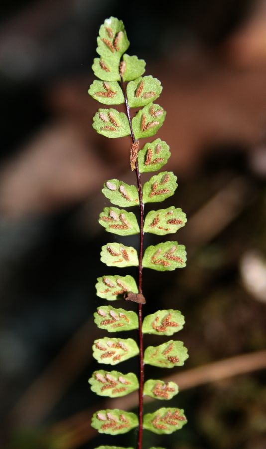 Aspleniaceae Asplenium trichomanes