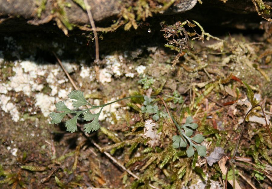 Aspleniaceae Asplenium ruta-muraria