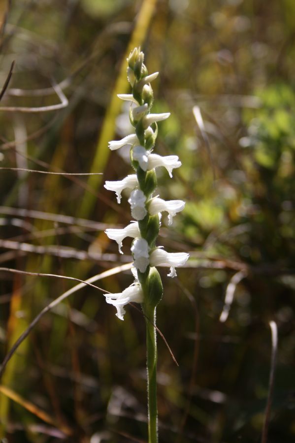 Orchidaceae Spiranthes cernua