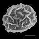 image of Anisocampium nipponicum