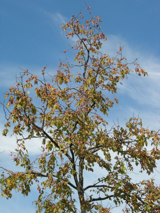 Ebenaceae Diospyros virginiana