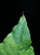 image of Phytolacca americana
