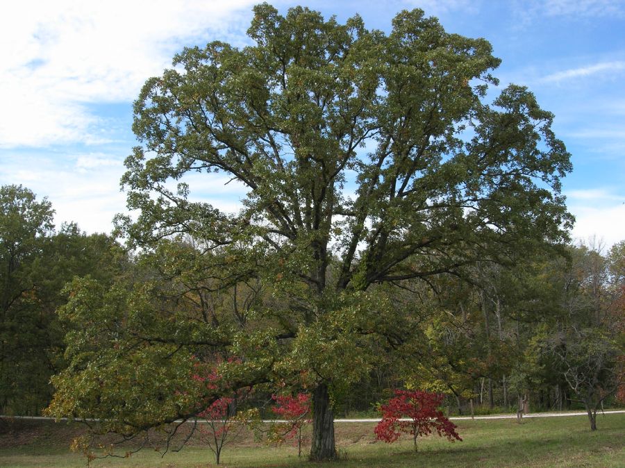 Fagaceae Quercus stellata