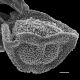 image of Arthrobotrya articulata