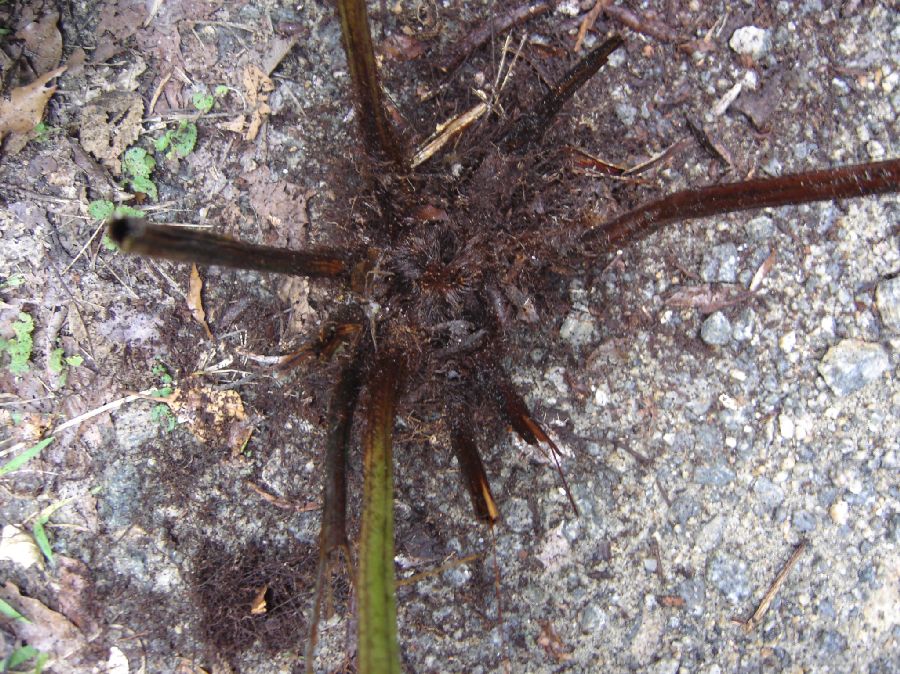 Dryopteridaceae Megalastrum inaequale