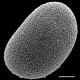 image of Schizaea bifida