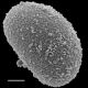 image of Schizaea bifida
