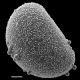 image of Schizaea pectinata