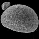 image of Schizaea pectinata