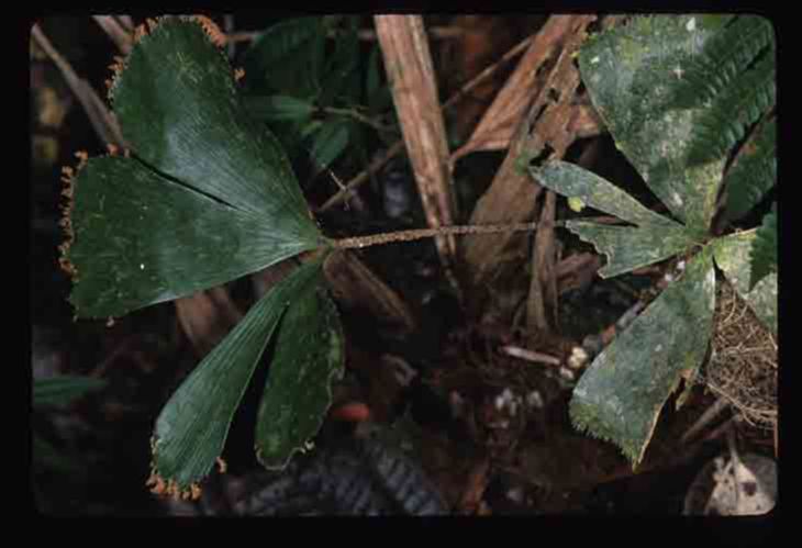 Schizaeaceae Schizaea elegans