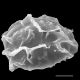 image of Elaphoglossum coriaceum