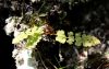 image of Woodsia glabella