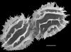 image of Megalastrum peruvianum