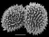 image of Megalastrum miscellum
