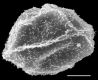 image of Elaphoglossum burchellii