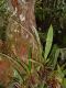 image of Elaphoglossum aff chartaceum