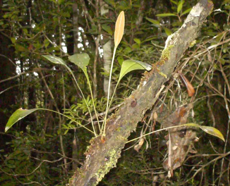 Dryopteridaceae Elaphoglossum aff maxonii