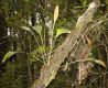 image of Elaphoglossum aff maxonii