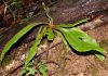 image of Elaphoglossum apodum