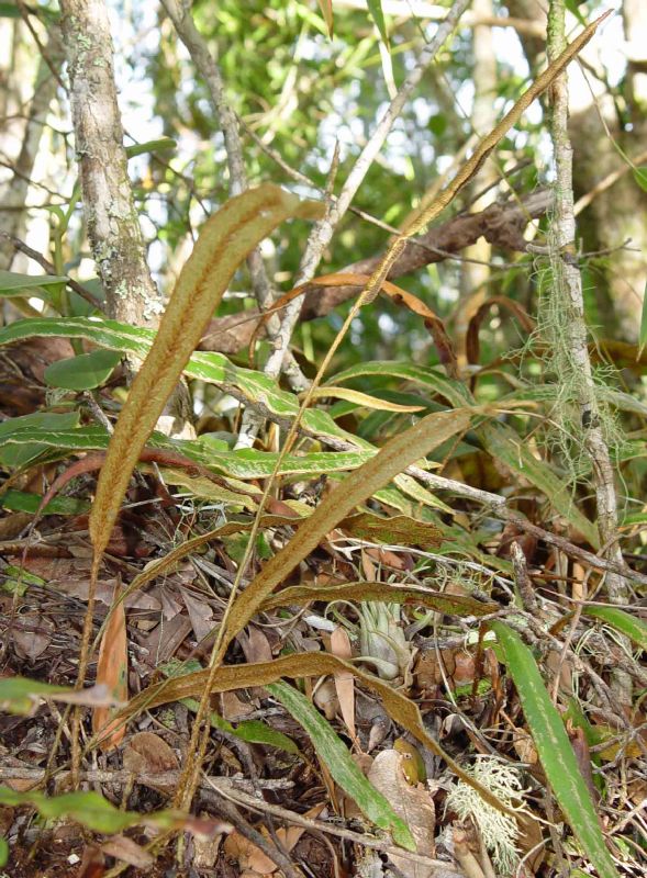 Dryopteridaceae Elaphoglossum eggersii