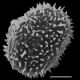 image of Megalastrum palmense