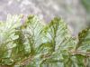 image of Hymenophyllum hirsutum