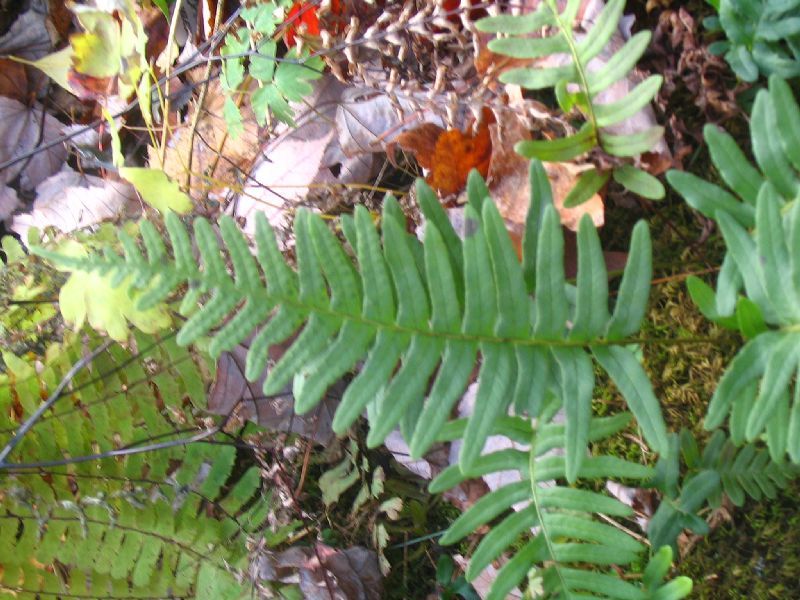 Polypodiaceae Polypodium appalachianum