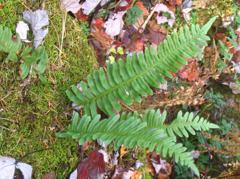 Polypodiaceae Polypodium virginianum