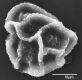 image of Elaphoglossum cordifolium