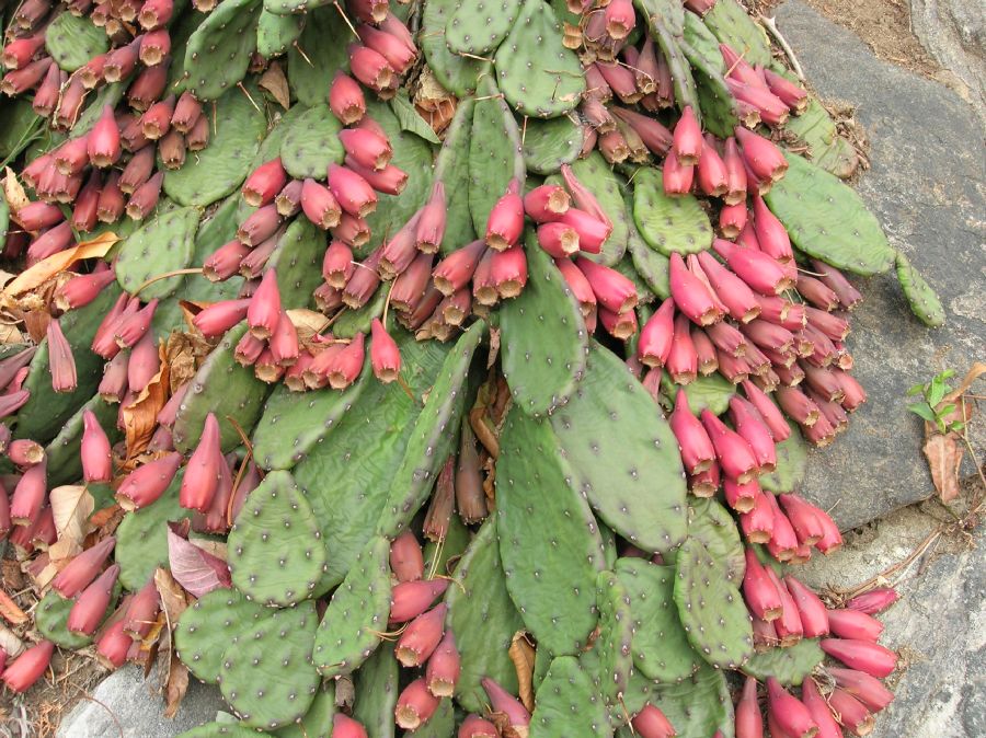 Cactaceae Opuntia humifusa