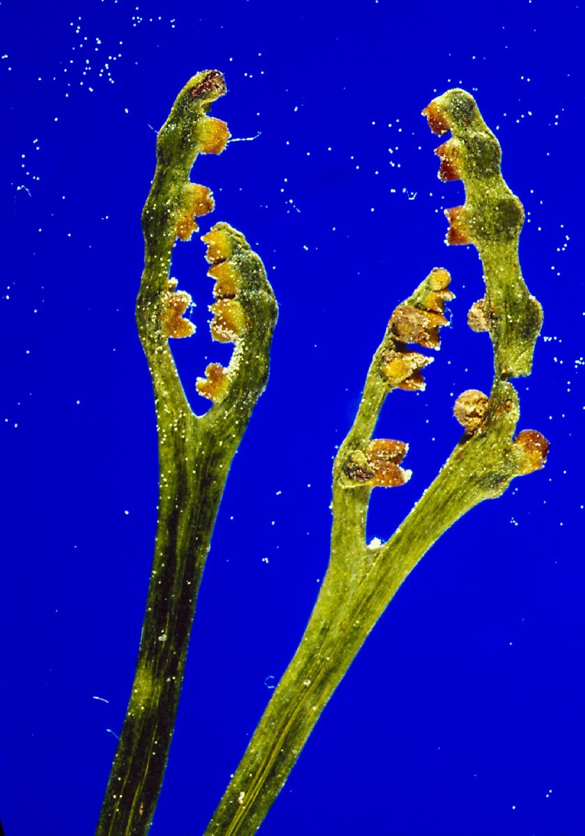 Ophioglossaceae Botrychium paradoxum