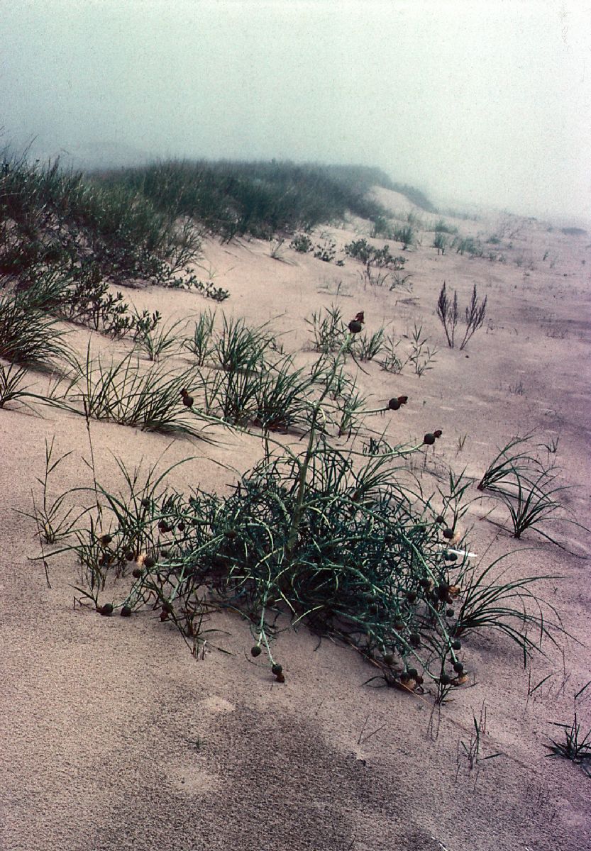 Asteraceae Cirsium pitcheri