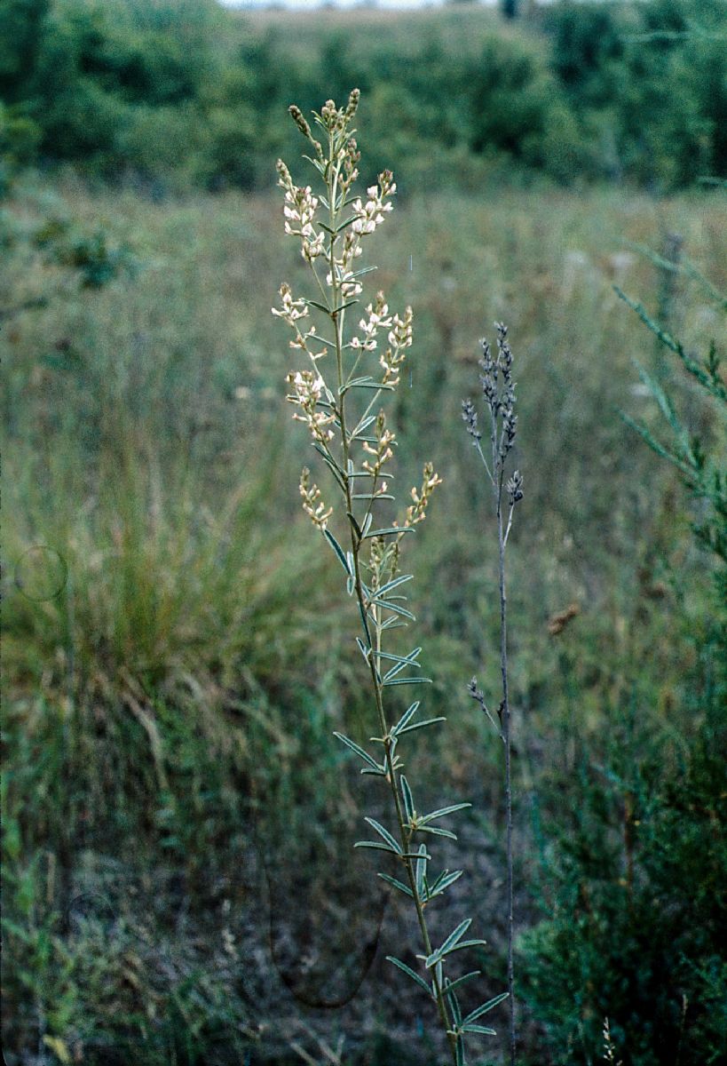 Fabaceae Lespedeza leptostachya