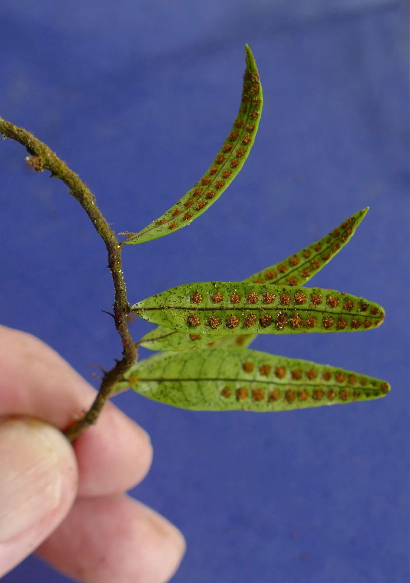 Polypodiaceae Microgramma lycopodioides