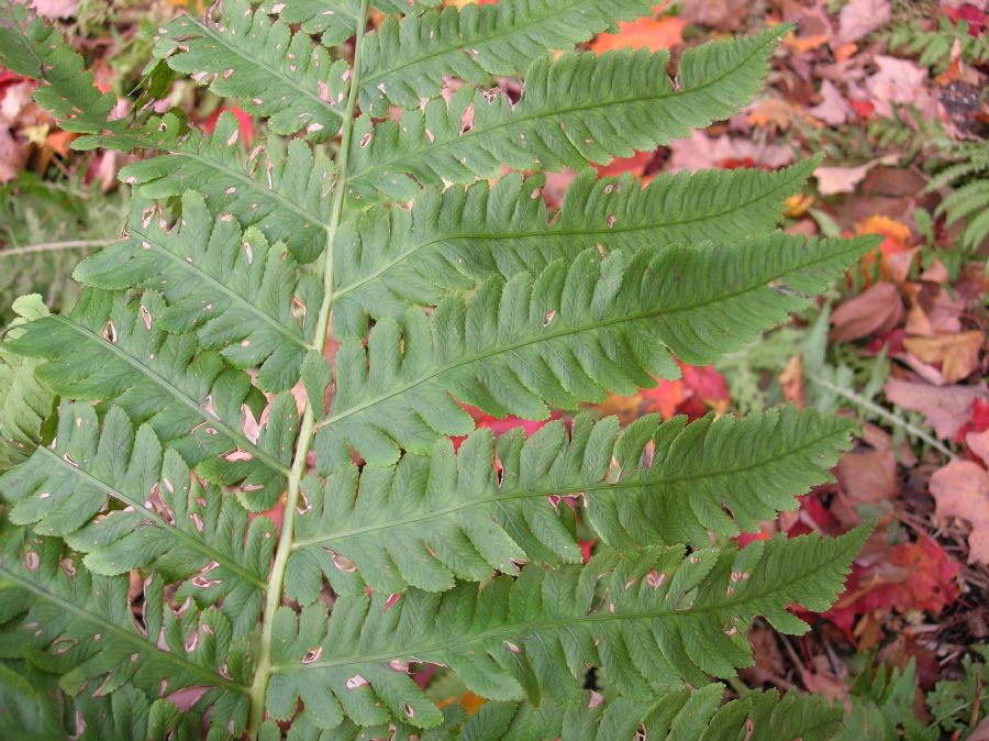 Blechnaceae Pentarhizidium orientale