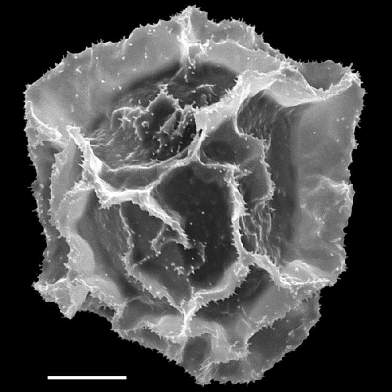  Mickelia pergamentacea