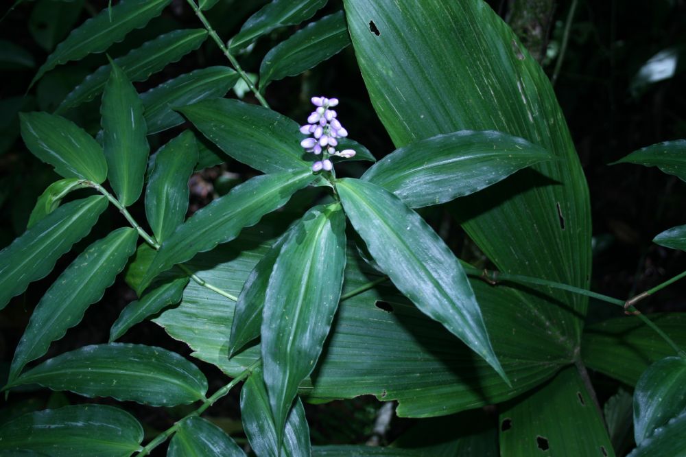 Commelinaceae Dichorisandra 
