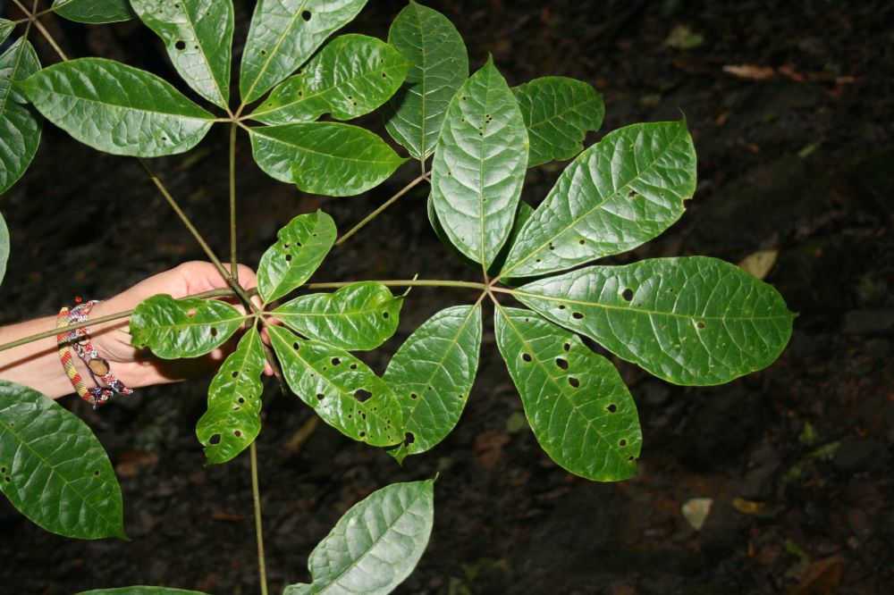 Caricaceae Jacaratia 