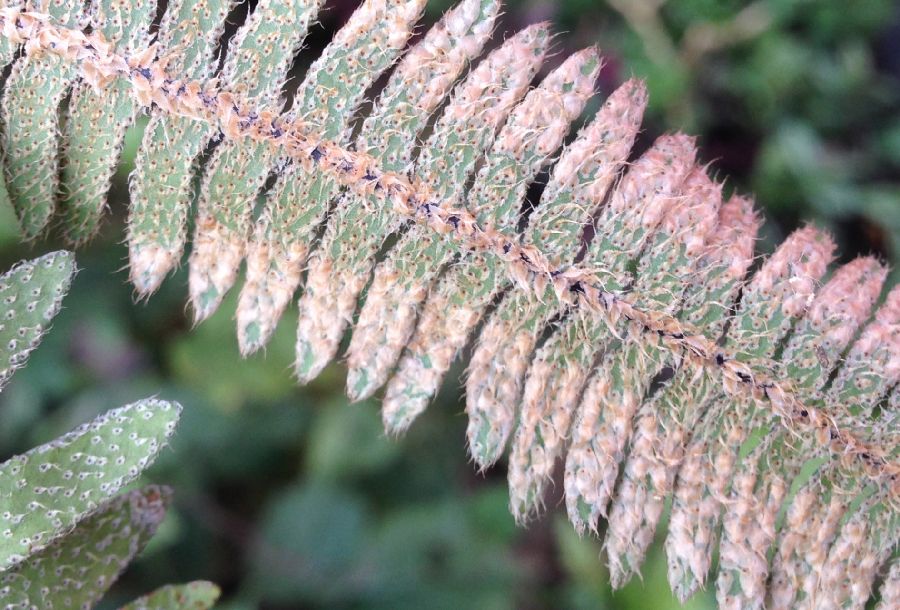 Polypodiaceae Pleopeltis villagranii