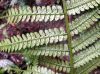 image of Marattia weinmanniifolia